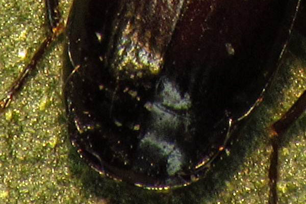 Carabidae: Syntomus truncatellus ?  No, MIcrolestes sp.